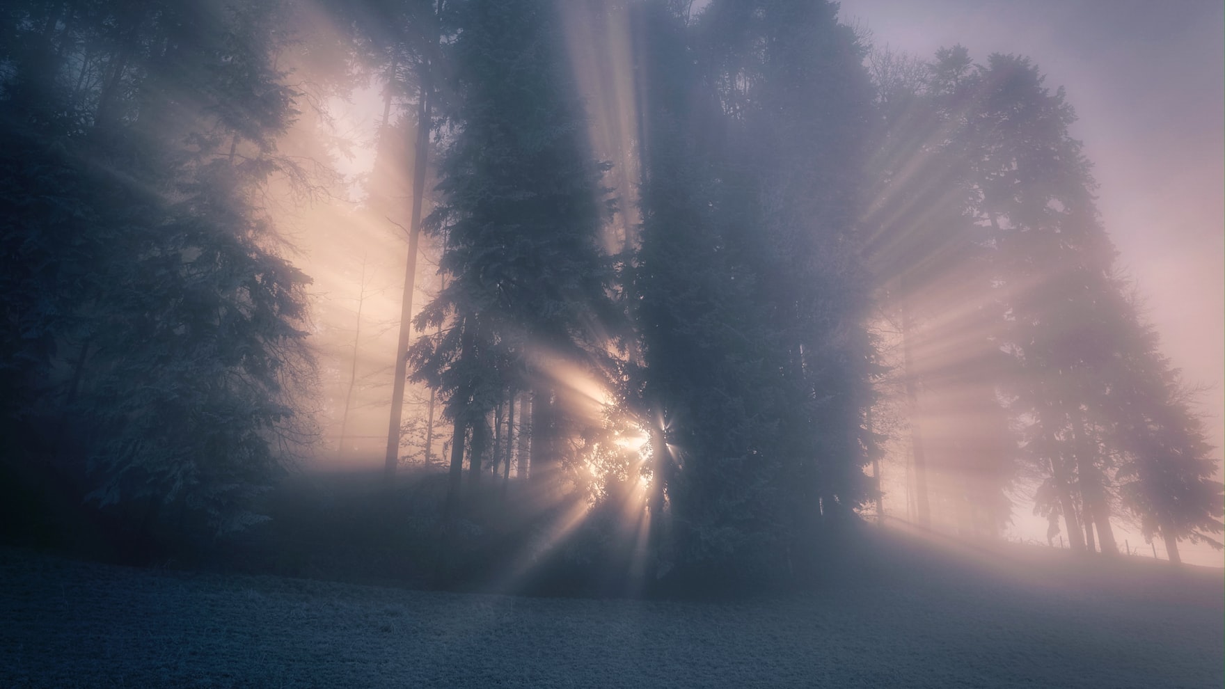 Des rayons de soleil traversant une forêt baignée de brume au petit matin.