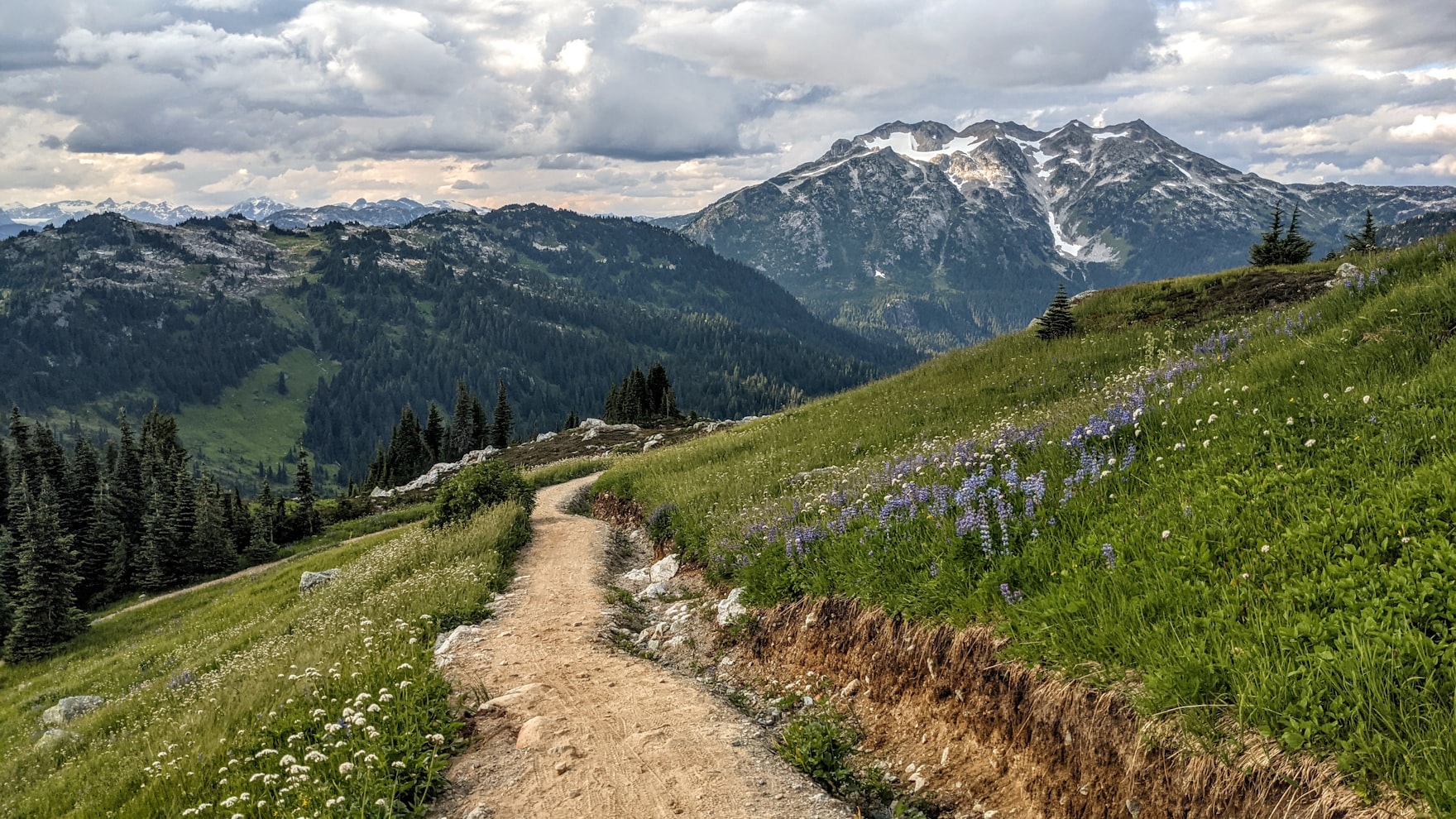 Un sentier de montagne qui serpente vers les sommets à travers une prairie en fleurs.